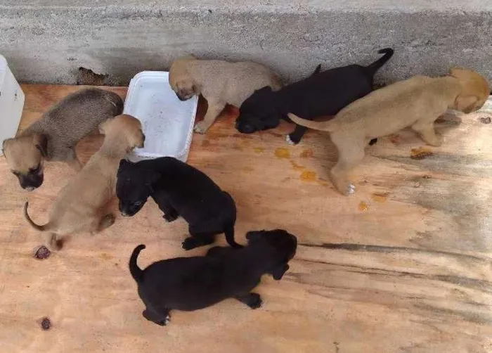 Cachorro ra a Mistura de labrador com vira lata idade Abaixo de 2 meses nome Sem nomes