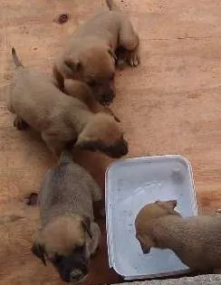Cachorro ra a Mistura de labrador com vira lata idade Abaixo de 2 meses nome Sem nomes