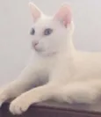 Margô e Morgana