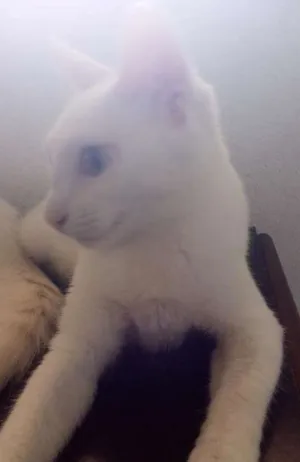 Gato raça Pcb idade 2 a 6 meses nome Margô e Morgana 
