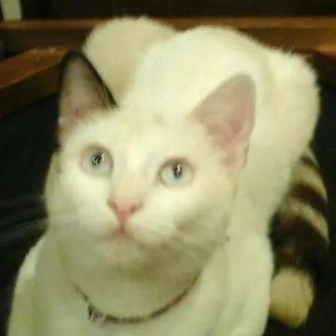 Gato ra a Do Amor idade 7 a 11 meses nome Vitória 