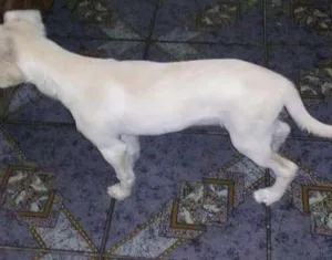 Cachorro raça Vira Lata idade 2 a 6 meses nome Bob