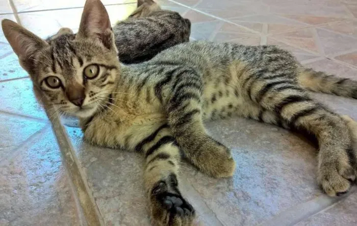 Gato ra a sem raça idade 2 a 6 meses nome ainda não tem
