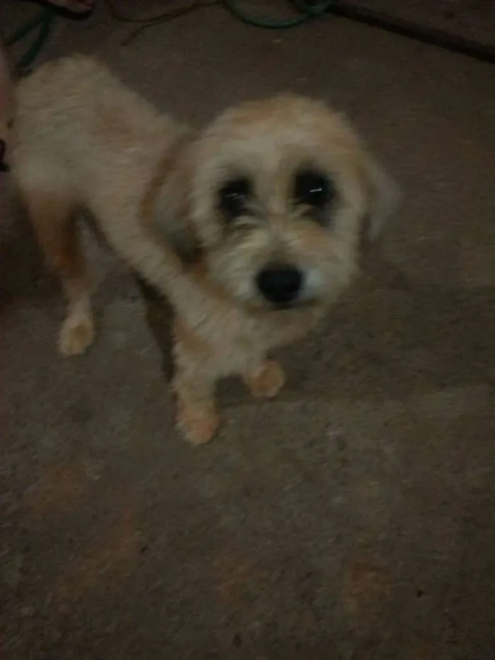 Cachorro ra a Vira lata idade 1 ano nome Não sei