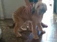 Não tem dog resgatad