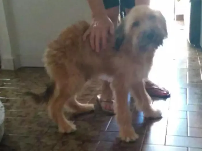 Cachorro raça Vira Lata eu acho idade 1 ano nome Não tem dog resgatad