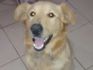 Cachorro raça Golden idade 3 anos nome Na sei
