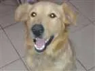 Cachorro raça Golden idade 3 anos nome Na sei