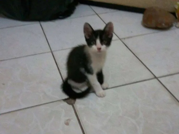 Gato ra a SRD idade Abaixo de 2 meses nome Sem nomes 