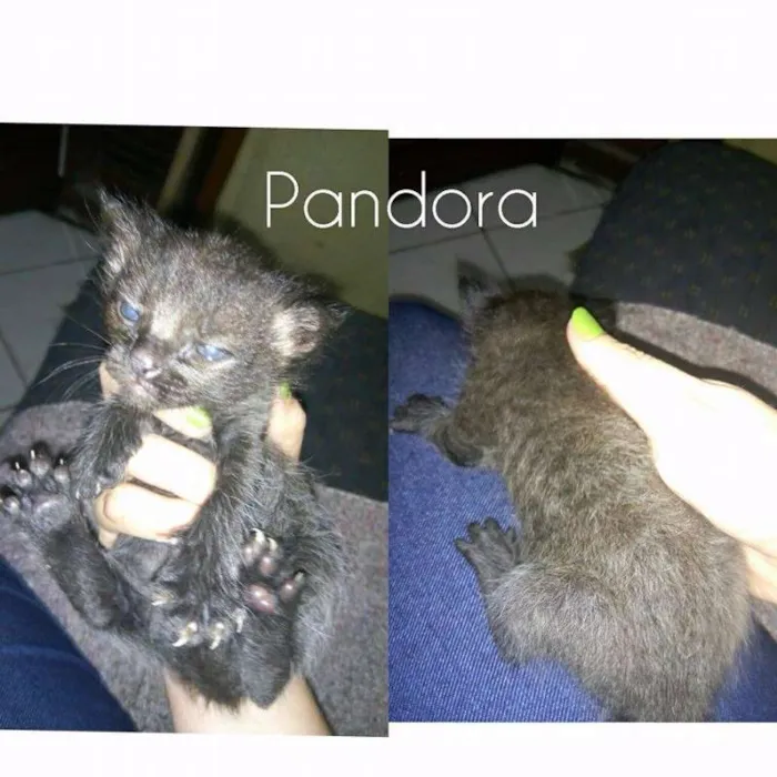Gato ra a SRD idade Abaixo de 2 meses nome Sem nomes 