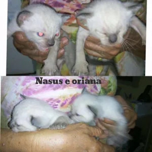 Gato raça SRD idade Abaixo de 2 meses nome Sem nomes 