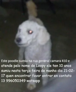 Cachorro raça Poodle idade 6 ou mais anos nome loopy GRATIFICA