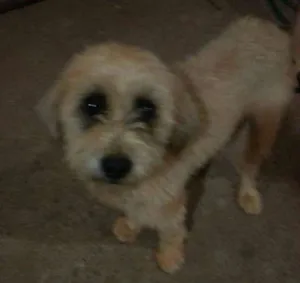 Cachorro raça Vira lata idade 1 ano nome Não sei
