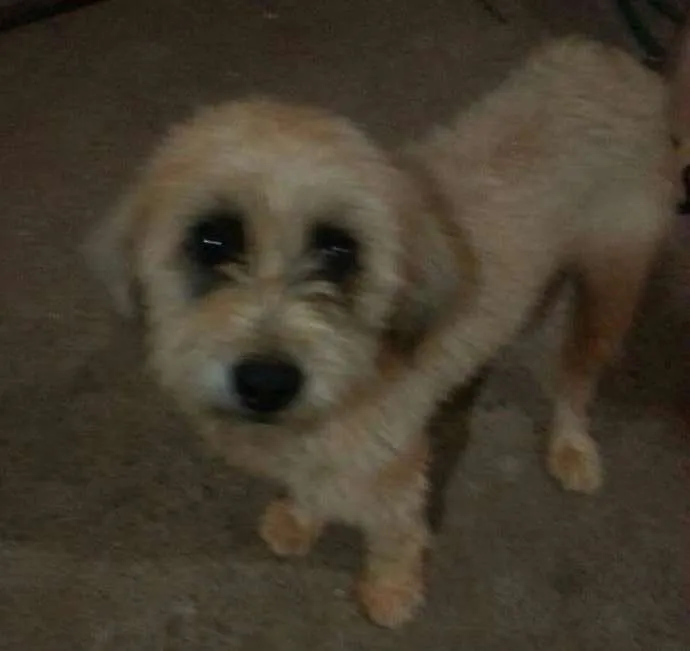Cachorro ra a Vira lata idade 1 ano nome Não sei