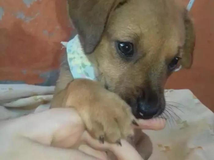 Cachorro raça  idade 2 a 6 meses nome Lisa, bart, shompas