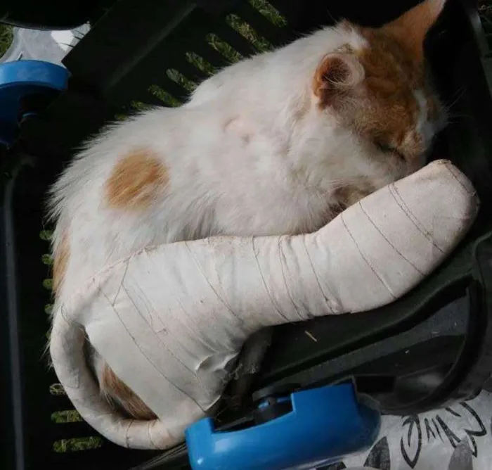 Gato ra a SRD idade 1 ano nome Kibon