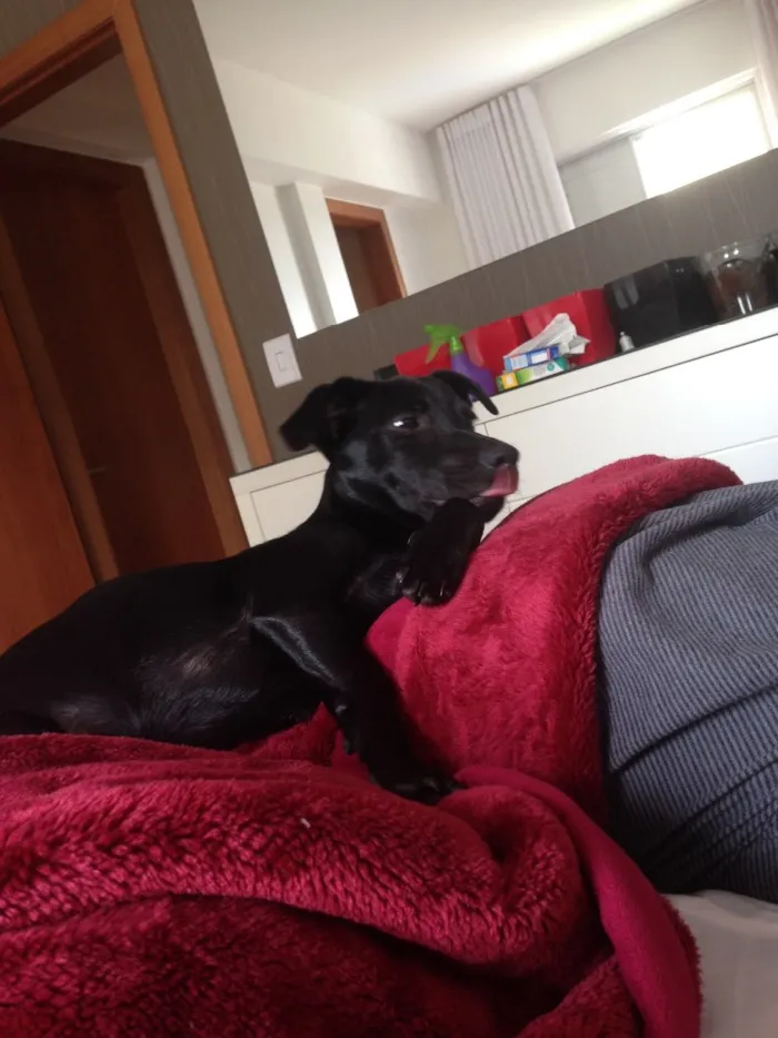 Cachorro raça SRD idade 2 anos nome Brian