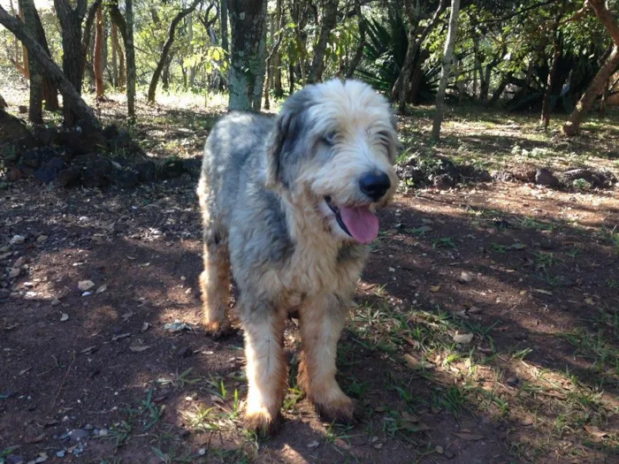 Cachorro raça Sheepdog idade 6 ou mais anos nome Nick 
