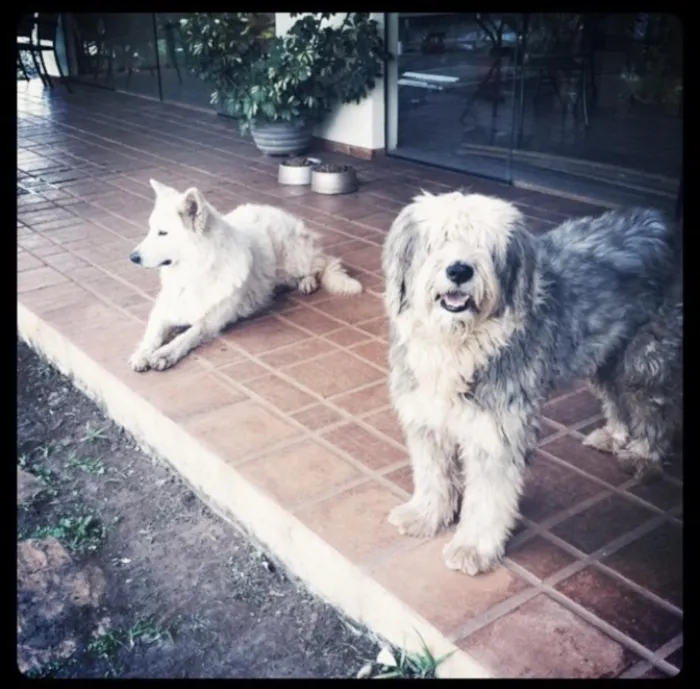 Cachorro raça Sheepdog idade 6 ou mais anos nome Nick 