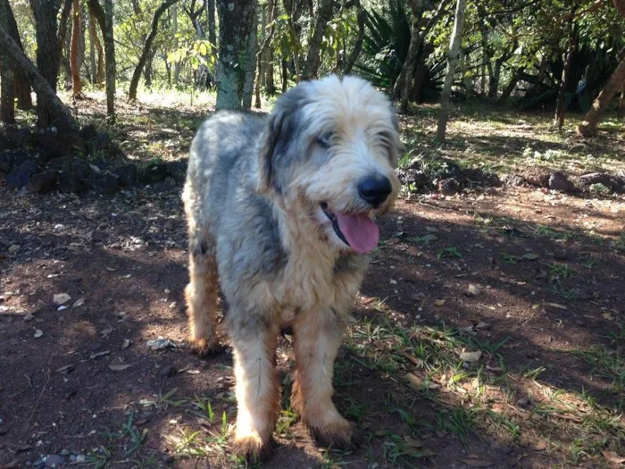 Cachorro raça Sheepdog idade 6 ou mais anos nome Nick 
