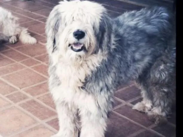 Cachorro raça Sheepdog idade 6 ou mais anos nome Nick 