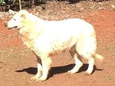 Cachorro raça Pastor Canadense idade 6 ou mais anos nome Zion