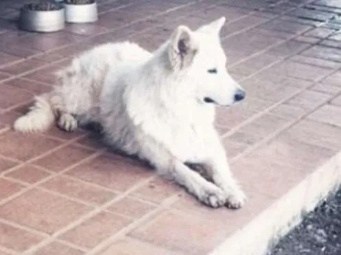 Cachorro raça Pastor Canadense idade 6 ou mais anos nome Zion