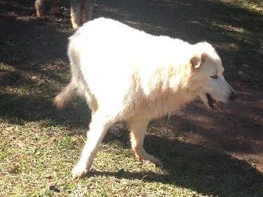 Cachorro raça Pastor Canadense idade 6 ou mais anos nome Zion