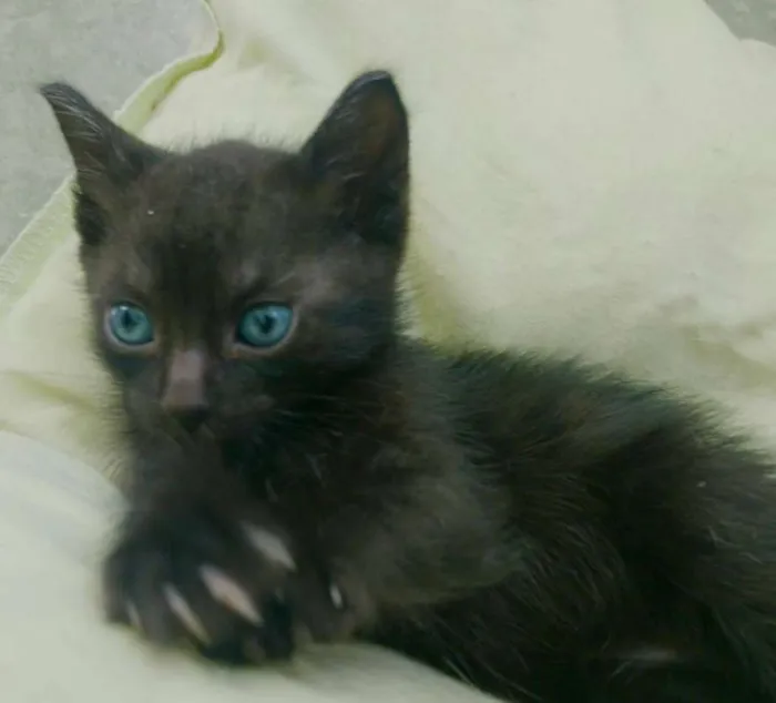 Gato ra a sdr idade 2 a 6 meses nome Batman