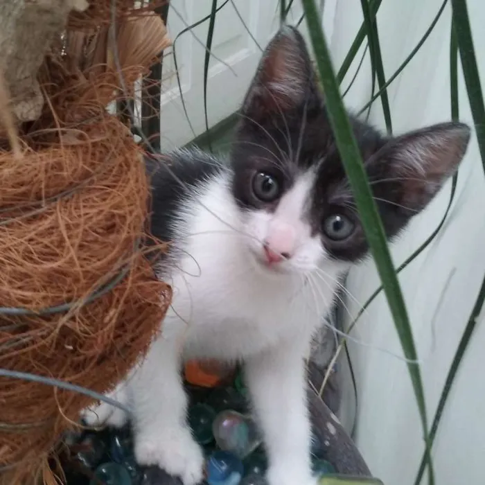 Gato ra a SRD idade 2 a 6 meses nome Panda