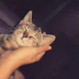 Lua 