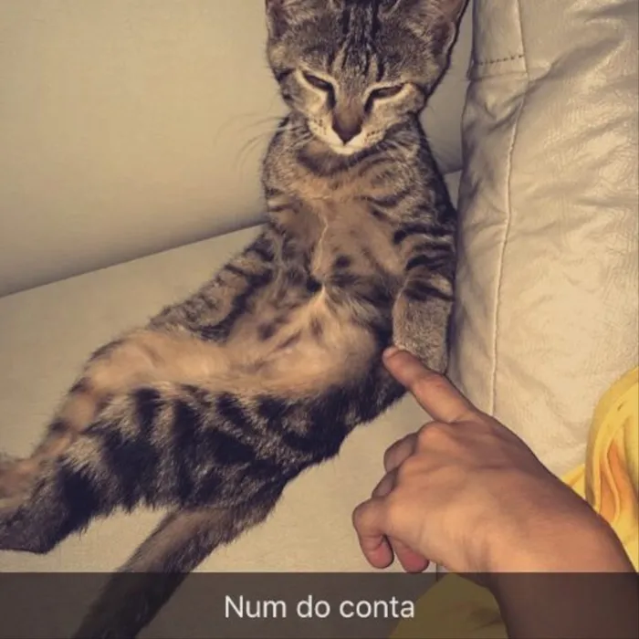Gato ra a Vira lata  idade 2 a 6 meses nome Lua 
