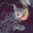 Lua 