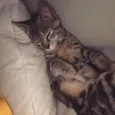 Lua 