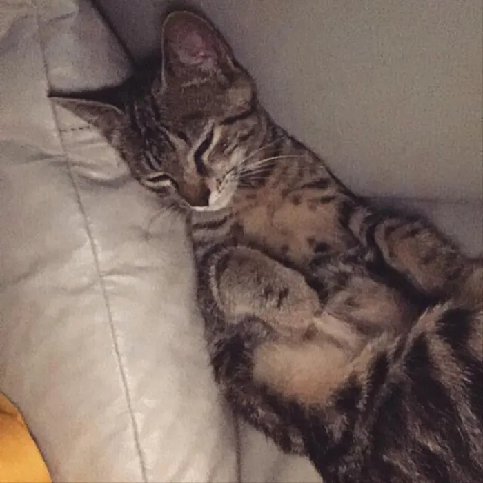 Gato ra a Vira lata  idade 2 a 6 meses nome Lua 