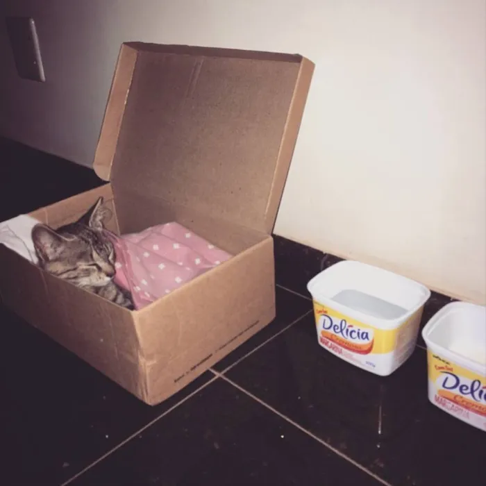 Gato ra a Vira lata  idade 2 a 6 meses nome Lua 