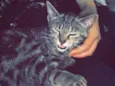 Lua 