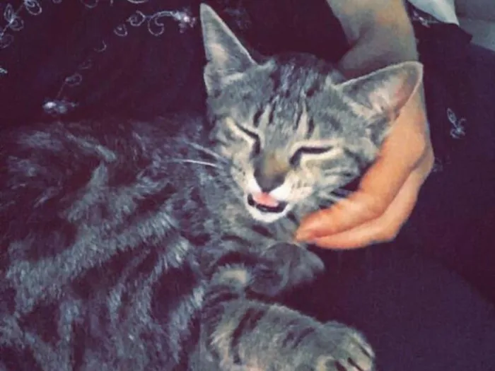 Gato ra a Vira lata  idade 2 a 6 meses nome Lua 