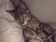 Lua 