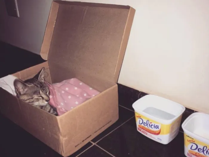 Gato ra a Vira lata  idade 2 a 6 meses nome Lua 