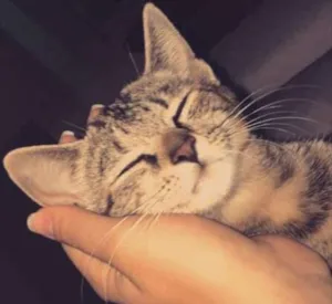 Gato raça Vira lata  idade 2 a 6 meses nome Lua 
