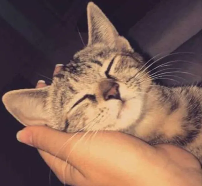 Gato ra a Vira lata  idade 2 a 6 meses nome Lua 
