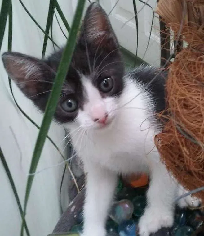 Gato ra a SRD idade 2 a 6 meses nome Panda