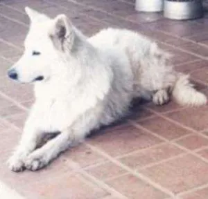 Cachorro raça Pastor Canadense idade 6 ou mais anos nome Zion