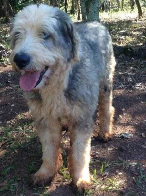 Cachorro raça Sheepdog idade 6 ou mais anos nome Nick 