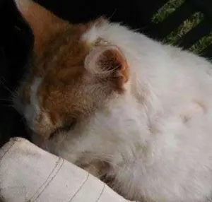 Gato raça SRD idade 1 ano nome Kibon