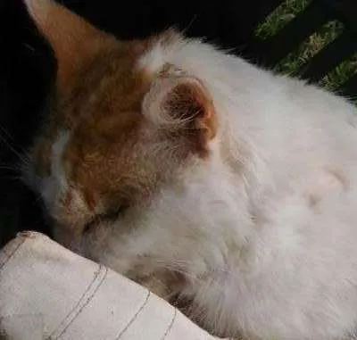 Gato ra a SRD idade 1 ano nome Kibon