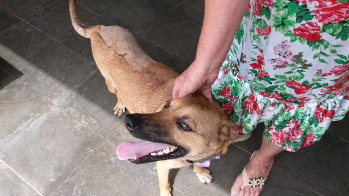 Cachorro ra a Não sei idade 7 a 11 meses nome Lourinha