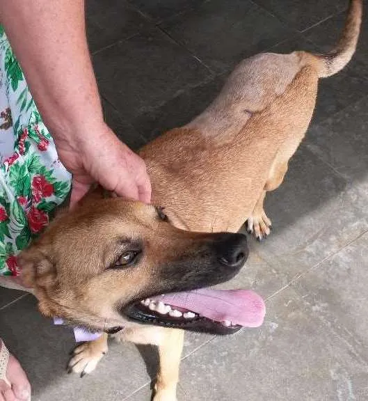 Cachorro ra a Não sei idade 7 a 11 meses nome Lourinha