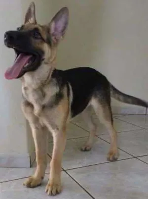 Cachorro raça Pastor Alemão idade 7 a 11 meses nome Sansão